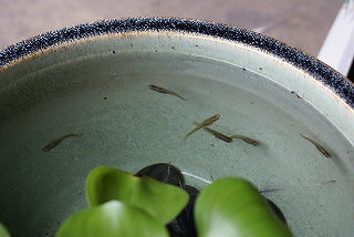 白カスミひねり水鉢11号