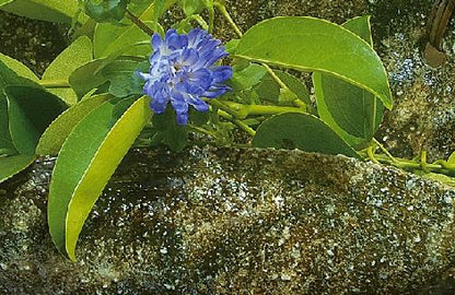 花器　砂緑釉曲げ